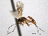  ( - CNCHYM 08999)  @11 [ ] CreativeCommons - Attribution (2012) CNC/CBG Photography Group Centre for Biodiversity Genomics