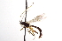  ( - CNCHYM 09034)  @11 [ ] CreativeCommons - Attribution (2012) CNC/CBG Photography Group Centre for Biodiversity Genomics