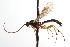  ( - CNCHYM 09035)  @11 [ ] CreativeCommons - Attribution (2012) CNC/CBG Photography Group Centre for Biodiversity Genomics