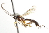  ( - CNCHYM 09039)  @11 [ ] CreativeCommons - Attribution (2012) CNC/CBG Photography Group Centre for Biodiversity Genomics