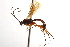  ( - CNCHYM 09047)  @11 [ ] CreativeCommons - Attribution (2012) CNC/CBG Photography Group Centre for Biodiversity Genomics