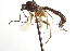  ( - CNCHYM 09064)  @11 [ ] CreativeCommons - Attribution (2012) CNC/CBG Photography Group Centre for Biodiversity Genomics