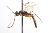  (Glypta argyrotaeniae - CNCHYM 09072)  @11 [ ] CreativeCommons - Attribution (2012) CNC/CBG Photography Group Centre for Biodiversity Genomics