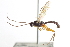  ( - CNCHYM 09085)  @11 [ ] CreativeCommons - Attribution (2012) CNC/CBG Photography Group Centre for Biodiversity Genomics