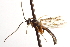  (Glypta concava - CNCHYM 09113)  @13 [ ] CreativeCommons - Attribution (2012) CNC/CBG Photography Group Centre for Biodiversity Genomics