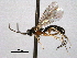  ( - CNCHYM 09142)  @11 [ ] CreativeCommons - Attribution (2012) CNC/CBG Photography Group Centre for Biodiversity Genomics