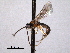  ( - CNCHYM 09143)  @11 [ ] CreativeCommons - Attribution (2012) CNC/CBG Photography Group Centre for Biodiversity Genomics