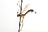  (Glypta decepta - CNCHYM 09144)  @11 [ ] CreativeCommons - Attribution (2012) CNC/CBG Photography Group Centre for Biodiversity Genomics
