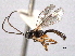  (Glypta elevata - CNCHYM 09157)  @11 [ ] CreativeCommons - Attribution (2012) CNC/CBG Photography Group Centre for Biodiversity Genomics