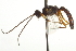  ( - CNCHYM 09167)  @11 [ ] CreativeCommons - Attribution (2012) CNC/CBG Photography Group Centre for Biodiversity Genomics