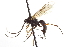  (Glypta haesitator - CNCHYM 09211)  @14 [ ] CreativeCommons - Attribution (2012) CNC/CBG Photography Group Centre for Biodiversity Genomics