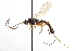  ( - CNCHYM 09217)  @11 [ ] CreativeCommons - Attribution (2012) CNC/CBG Photography Group Centre for Biodiversity Genomics