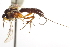  ( - CNCHYM 09230)  @13 [ ] CreativeCommons - Attribution (2012) CNC/CBG Photography Group Centre for Biodiversity Genomics