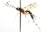  ( - CNCHYM 09236)  @11 [ ] CreativeCommons - Attribution (2012) CNC/CBG Photography Group Centre for Biodiversity Genomics