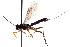  (Glypta lenis - CNCHYM 09239)  @11 [ ] CreativeCommons - Attribution (2012) CNC/CBG Photography Group Centre for Biodiversity Genomics