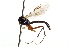  ( - CNCHYM 09243)  @11 [ ] CreativeCommons - Attribution (2012) CNC/CBG Photography Group Centre for Biodiversity Genomics