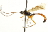  ( - CNCHYM 09260)  @11 [ ] CreativeCommons - Attribution (2012) CNC/CBG Photography Group Centre for Biodiversity Genomics