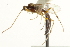  (Glypta maculata - CNCHYM 09265)  @11 [ ] CreativeCommons - Attribution (2012) CNC/CBG Photography Group Centre for Biodiversity Genomics