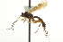  ( - CNCHYM 09274)  @11 [ ] CreativeCommons - Attribution (2012) CNC/CBG Photography Group Centre for Biodiversity Genomics