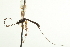  (Glypta phantasmaria - CNCHYM 09301)  @11 [ ] CreativeCommons - Attribution (2012) CNC/CBG Photography Group Centre for Biodiversity Genomics
