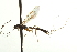  ( - CNCHYM 09302)  @11 [ ] CreativeCommons - Attribution (2012) CNC/CBG Photography Group Centre for Biodiversity Genomics