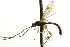  ( - CNCHYM 09303)  @11 [ ] CreativeCommons - Attribution (2012) CNC/CBG Photography Group Centre for Biodiversity Genomics