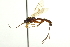  (Glypta prognatha - CNCHYM 09304)  @11 [ ] CreativeCommons - Attribution (2012) CNC/CBG Photography Group Centre for Biodiversity Genomics