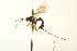  (Glypta prolata - CNCHYM 09309)  @11 [ ] CreativeCommons - Attribution (2012) CNC/CBG Photography Group Centre for Biodiversity Genomics