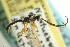  (Glypta rhyacioniae - CNCHYM 09321)  @11 [ ] CreativeCommons - Attribution (2012) CNC/CBG Photography Group Centre for Biodiversity Genomics