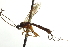  ( - CNCHYM 09339)  @11 [ ] CreativeCommons - Attribution (2012) CNC/CBG Photography Group Centre for Biodiversity Genomics