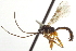  (Glypta rufitibialis - CNCHYM 09344)  @11 [ ] CreativeCommons - Attribution (2012) CNC/CBG Photography Group Centre for Biodiversity Genomics