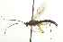  ( - CNCHYM 09361)  @11 [ ] CreativeCommons - Attribution (2012) CNC/CBG Photography Group Centre for Biodiversity Genomics