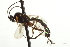  (Glypta spissa - CNCHYM 09370)  @11 [ ] CreativeCommons - Attribution (2012) CNC/CBG Photography Group Centre for Biodiversity Genomics