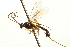  ( - CNCHYM 09409)  @11 [ ] CreativeCommons - Attribution (2012) CNC/CBG Photography Group Centre for Biodiversity Genomics