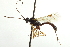  (Glypta xanthogastra - CNCHYM 09416)  @11 [ ] CreativeCommons - Attribution (2012) CNC/CBG Photography Group Centre for Biodiversity Genomics