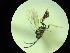  ( - CNC1160796)  @11 [ ] CreativeCommons - Attribution (2019) Her Majesty the Queen in Right of Canada Canadian National Collection of Insects, Arachnids and Nematodes