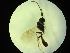 ( - CNC1160803)  @11 [ ] CreativeCommons - Attribution (2019) Her Majesty the Queen in Right of Canada Canadian National Collection of Insects, Arachnids and Nematodes