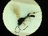  ( - CNC1160812)  @11 [ ] CreativeCommons - Attribution (2019) Her Majesty the Queen in Right of Canada Canadian National Collection of Insects, Arachnids and Nematodes