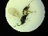  ( - CNC1160817)  @11 [ ] CreativeCommons - Attribution (2019) Her Majesty the Queen in Right of Canada Canadian National Collection of Insects, Arachnids and Nematodes