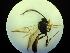  ( - CNC1160819)  @11 [ ] CreativeCommons - Attribution (2019) Her Majesty the Queen in Right of Canada Canadian National Collection of Insects, Arachnids and Nematodes