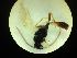 ( - CNC1160827)  @11 [ ] CreativeCommons - Attribution (2019) Her Majesty the Queen in Right of Canada Canadian National Collection of Insects, Arachnids and Nematodes