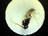  ( - CNC1160828)  @11 [ ] CreativeCommons - Attribution (2019) Her Majesty the Queen in Right of Canada Canadian National Collection of Insects, Arachnids and Nematodes