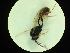  ( - CNC1160829)  @11 [ ] CreativeCommons - Attribution (2019) Her Majesty the Queen in Right of Canada Canadian National Collection of Insects, Arachnids and Nematodes