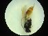  ( - CNC1160830)  @11 [ ] CreativeCommons - Attribution (2019) Her Majesty the Queen in Right of Canada Canadian National Collection of Insects, Arachnids and Nematodes
