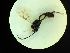  ( - CNC1160856)  @11 [ ] CreativeCommons - Attribution (2019) Her Majesty the Queen in Right of Canada Canadian National Collection of Insects, Arachnids and Nematodes