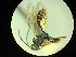  ( - CNC1160862)  @11 [ ] CreativeCommons - Attribution (2019) Her Majesty the Queen in Right of Canada Canadian National Collection of Insects, Arachnids and Nematodes