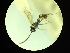  ( - CNC1160864)  @11 [ ] CreativeCommons - Attribution (2019) Her Majesty the Queen in Right of Canada Canadian National Collection of Insects, Arachnids and Nematodes