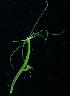  ( - 20070915A)  @14 [ ] Unspecified (default): All Rights Reserved  Unspecified Unspecified