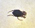  (Parasoldanellonyx - CCDB-44301-D04)  @11 [ ] CreativeCommons - Attribution Share-Alike (2023) Unspecified University of Montenegro, Faculty of Sciences and Mathematics, Department of Biology, Podgorica