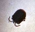  (Lethaxonidae - CCDB-44301-E05)  @11 [ ] CreativeCommons - Attribution Share-Alike (2023) Unspecified University of Montenegro, Faculty of Sciences and Mathematics, Department of Biology, Podgorica